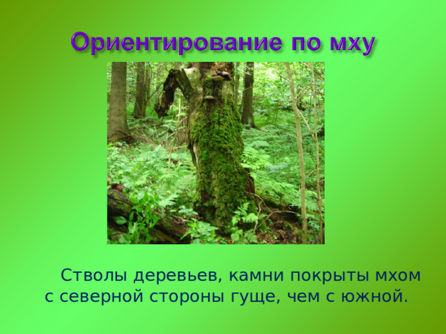 Стволы деревьев, камни покрыты мхом с северной стороны гуще, чем с южной. 