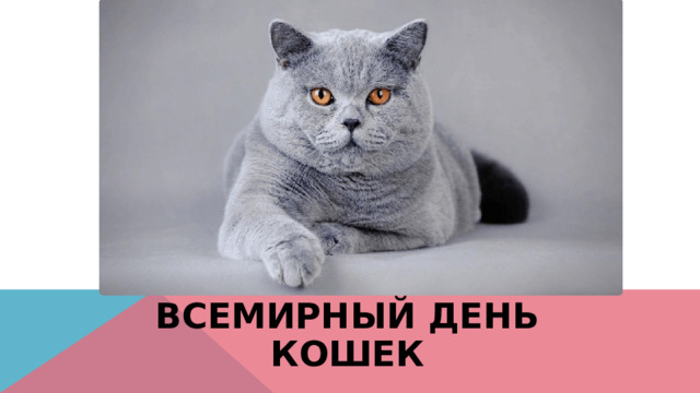 Всемирный день кошек 