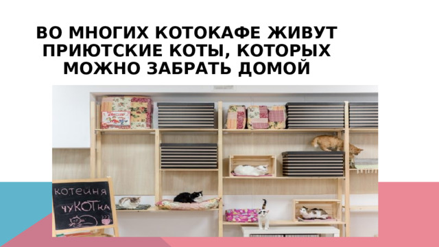 Во многих котокафе живут приютские коты, которых можно забрать домой 