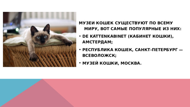 Музеи кошек существуют по всему миру, вот самые популярные из них: De Kattenkabinet (Кабинет кошки), Амстердам; Республика кошек, Санкт-Петербург — Всеволожск; Музей кошки, Москва. 