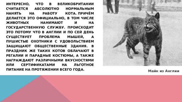    Интересно, что в Великобритании считается абсолютно нормальным нанять на работу кота. Причём делается это официально, в том числе животных нанимают и на государственную службу. Происходит это потому что в Англии и по сей день существует проблема мышей, а пушистые охотники с удовольствием защищают общественные здания. В праздник же таких котов облачают в регалии и парадные костюмы, а также награждают различными вкусностями или сертификатами на льготное питание на протяжении всего года. Майк из Англии 