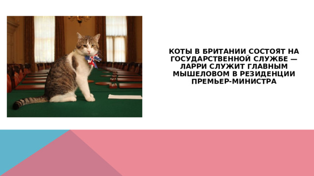 Коты в Британии состоят на государственной службе — Ларри служит главным мышеловом в резиденции премьер-министра 
