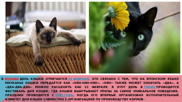 В   Японии   День кошки отмечается  22 февраля . Это связано с тем, что на японском языке мяуканье кошки передаётся как «нян-нян-нян». «Нян» также может означать «два», а «два-два-два» можно расценить как 22 февраля. В этот день в  Токио  проводится фестиваль дня кошек, где кошки выигрывают призы за самое уникальное поведение. Праздник проводится с  1987 года , когда его впервые организовал исполнительный комитет дня кошек совместно с организацией по производству кормов [ 