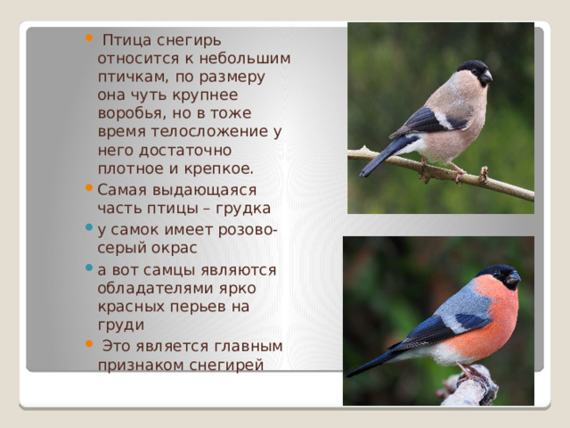  Птица снегирь относится к небольшим птичкам, по размеру она чуть крупнее воробья, но в тоже время телосложение у него достаточно плотное и крепкое. Самая выдающаяся часть птицы – грудка у самок имеет розово-серый окрас а вот самцы являются обладателями ярко красных перьев на груди  Это является главным признаком снегирей   