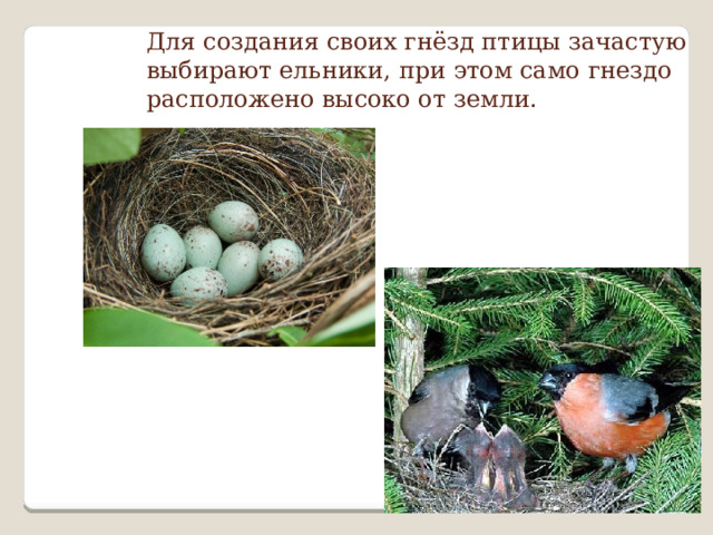 Для создания своих гнёзд птицы зачастую выбирают ельники, при этом само гнездо расположено высоко от земли.    