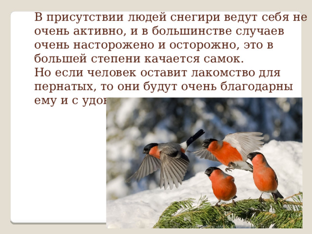 В присутствии людей снегири ведут себя не очень активно, и в большинстве случаев очень насторожено и осторожно, это в большей степени качается самок.  Но если человек оставит лакомство для пернатых, то они будут очень благодарны ему и с удовольствием подкрепятся.   