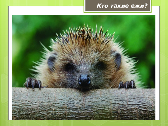  Кто такие ежи?  Кто такие ежи? 