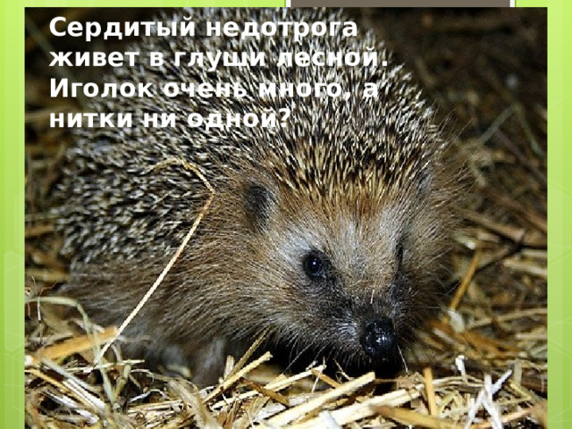 Сердитый недотрога живет в глуши лесной. Иголок очень много, а нитки ни одной? 