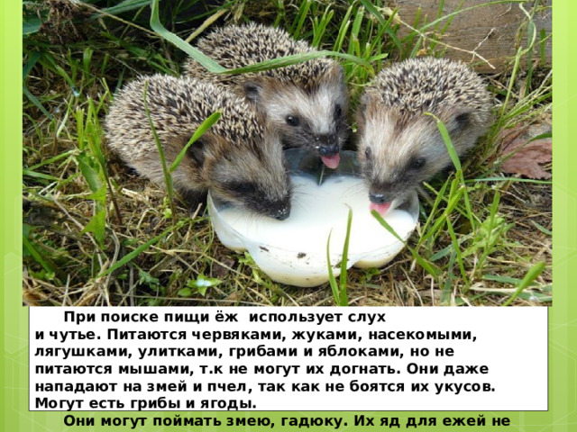    При поиске пищи ёж  использует слух и чутье. Питаются червяками, жуками, насекомыми, лягушками, улитками, грибами и яблоками, но не питаются мышами, т.к не могут их догнать. Они даже нападают на змей и пчел, так как не боятся их укусов. Могут есть грибы и ягоды.   Они могут поймать змею, гадюку. Их яд для ежей не опасен. 