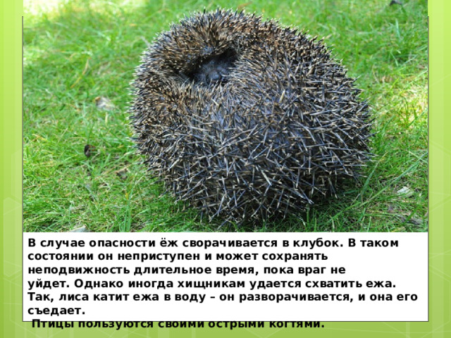 В случае опасности ёж сворачивается в клубок. В таком состоянии он неприступен и может сохранять неподвижность длительное время, пока враг не уйдет. Однако иногда хищникам удается схватить ежа. Так, лиса катит ежа в воду – он разворачивается, и она его съедает.  Птицы пользуются своими острыми когтями. 
