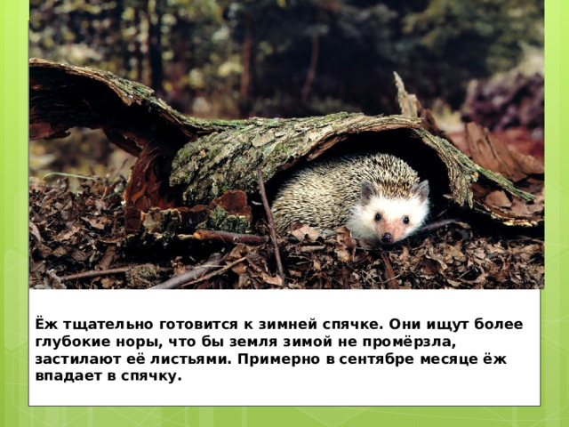 Ёж тщательно готовится к зимней спячке. Они ищут более глубокие норы, что бы земля зимой не промёрзла, застилают её листьями. Примерно в сентябре месяце ёж впадает в спячку. 