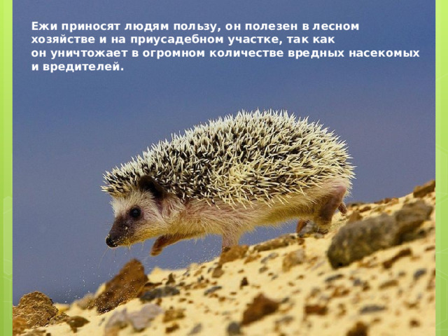 Ежи приносят людям пользу, он полезен в лесном хозяйстве и на приусадебном участке, так как он уничтожает в огромном количестве вредных насекомых и вредителей.  