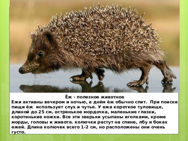 Ёж - полезное животное Ежи активны вечером и ночью, а днём ёж обычно спит.  При поиске пищи ёж  использует слух и чутье. У ежа короткое туловище, длиной до 25 см, остренькое мордочка, маленькие глазки, коротенькие ножки. Все эти зверьки усыпаны иголками, кроме морды, головы и живота. колючки растут на спине, лбу и боках ежей. Длина колючек всего 1-2 см, но расположены они очень густо. 