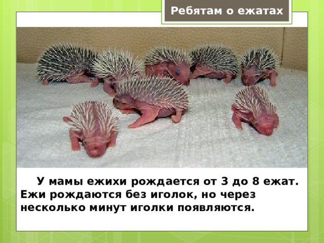 Ребятам о ежатах  У мамы ежихи рождается от 3 до 8 ежат. Ежи рождаются без иголок, но через несколько минут иголки появляются. 