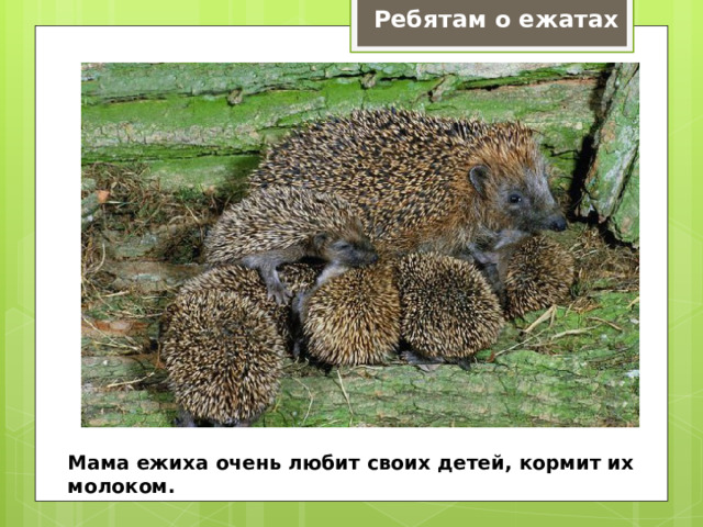 Ребятам о ежатах Мама ежиха очень любит своих детей, кормит их молоком. 