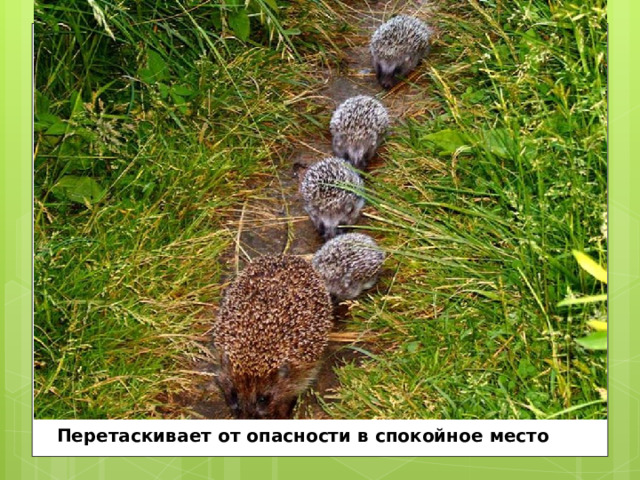 Перетаскивает от опасности в спокойное место . 