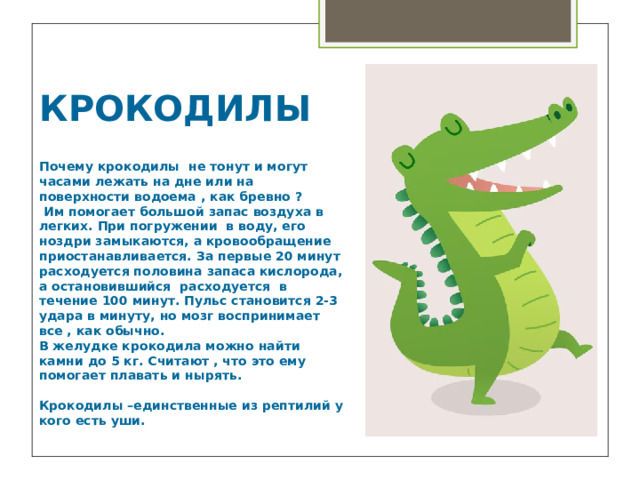 КРОКОДИЛЫ   Почему крокодилы не тонут и могут часами лежать на дне или на поверхности водоема , как бревно ?  Им помогает большой запас воздуха в легких. При погружении в воду, его ноздри замыкаются, а кровообращение приостанавливается. За первые 20 минут расходуется половина запаса кислорода, а остановившийся расходуется в течение 100 минут. Пульс становится 2-3 удара в минуту, но мозг воспринимает все , как обычно. В желудке крокодила можно найти камни до 5 кг. Считают , что это ему помогает плавать и нырять.  Крокодилы –единственные из рептилий у кого есть уши. 