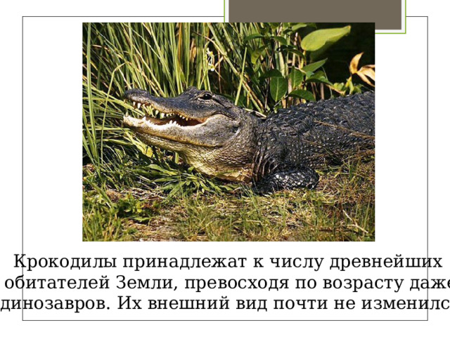 Крокодилы принадлежат к числу древнейших обитателей Земли, превосходя по возрасту даже динозавров. Их внешний вид почти не изменился 