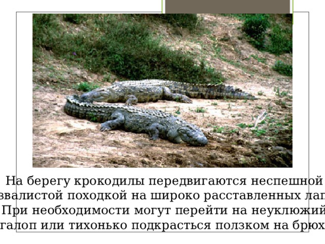 На берегу крокодилы передвигаются неспешной развалистой походкой на широко расставленных лапах. При необходимости могут перейти на неуклюжий галоп или тихонько подкрасться ползком на брюхе 