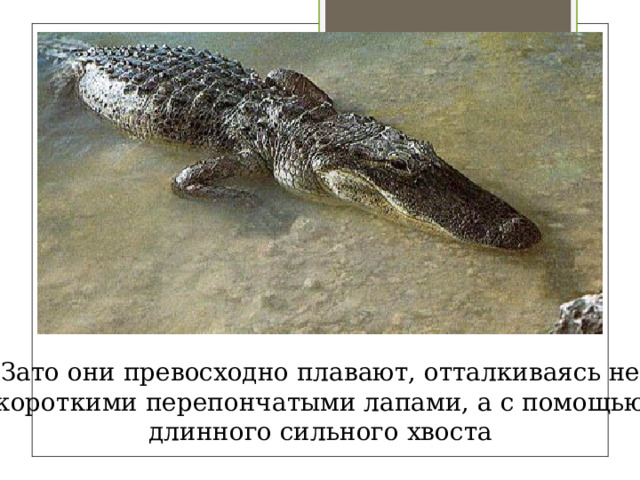 Зато они превосходно плавают, отталкиваясь не короткими перепончатыми лапами, а с помощью длинного сильного хвоста 