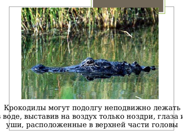 Крокодилы могут подолгу неподвижно лежать в воде, выставив на воздух только ноздри, глаза и уши, расположенные в верхней части головы 