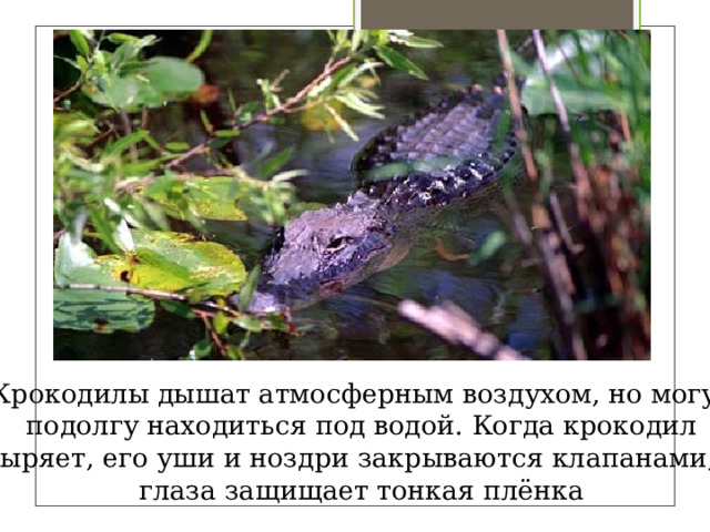 Крокодилы дышат атмосферным воздухом, но могут подолгу находиться под водой. Когда крокодил ныряет, его уши и ноздри закрываются клапанами, а глаза защищает тонкая плёнка 