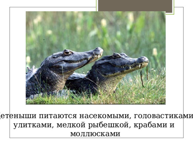 Детеныши питаются насекомыми, головастиками улитками, мелкой рыбешкой, крабами и моллюсками 