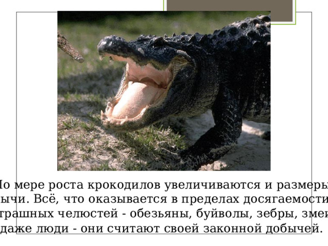 По мере роста крокодилов увеличиваются и размеры добычи. Всё, что оказывается в пределах досягаемости их страшных челюстей - обезьяны, буйволы, зебры, змеи, даже люди - они считают своей законной добычей.  