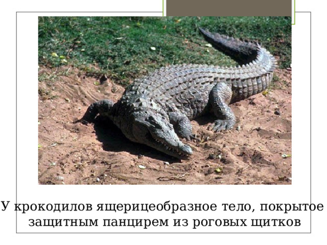 У крокодилов ящерицеобразное тело, покрытое защитным панцирем из роговых щитков 