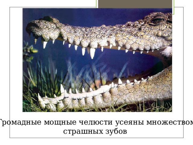 Громадные мощные челюсти усеяны множеством страшных зубов 
