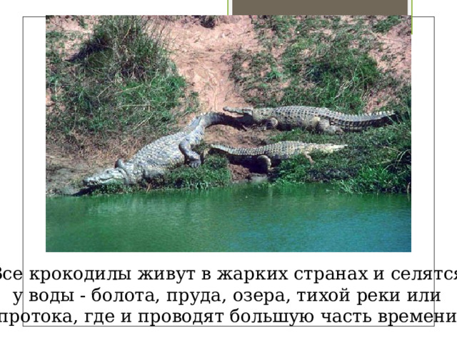 Все крокодилы живут в жарких странах и селятся у воды - болота, пруда, озера, тихой реки или протока, где и проводят большую часть времени. 