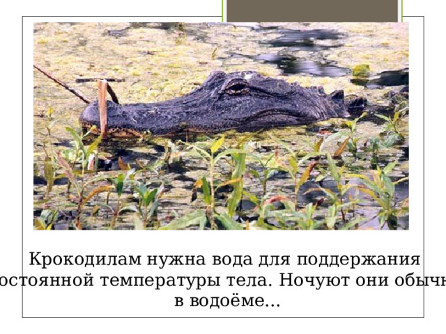 Крокодилам нужна вода для поддержания постоянной температуры тела. Ночуют они обычно в водоёме... 