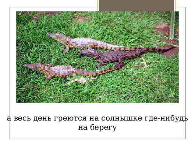 а весь день греются на солнышке где-нибудь на берегу 