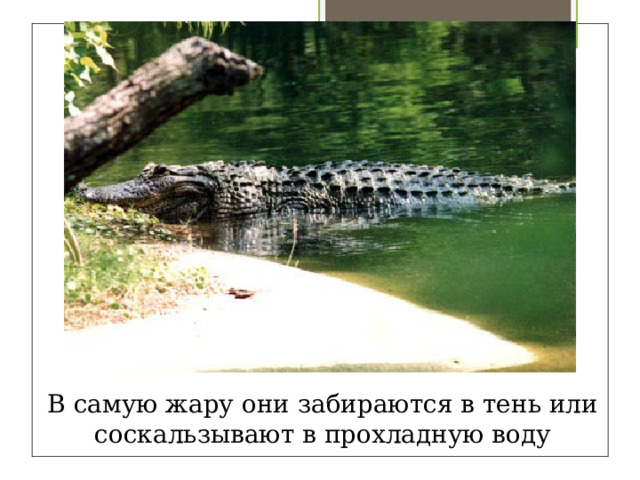 В самую жару они забираются в тень или соскальзывают в прохладную воду 