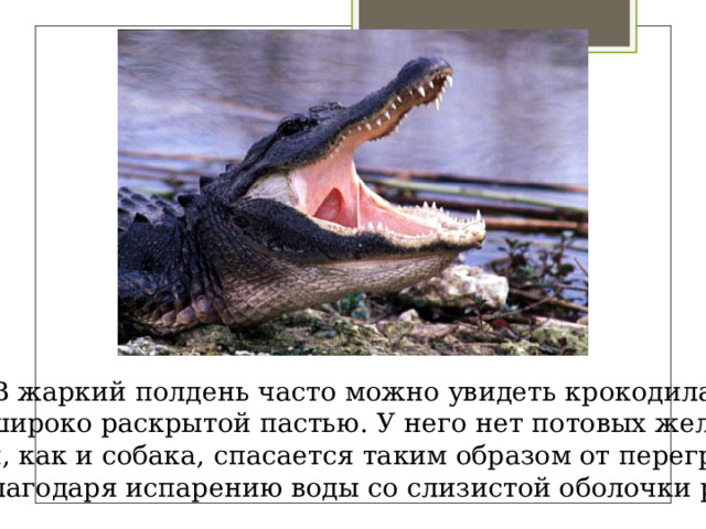В жаркий полдень часто можно увидеть крокодила с широко раскрытой пастью. У него нет потовых желез и он, как и собака, спасается таким образом от перегрева,  благодаря испарению воды со слизистой оболочки рта 