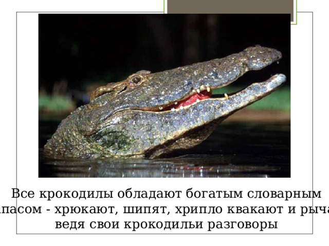 Все крокодилы обладают богатым словарным запасом - хрюкают, шипят, хрипло квакают и рычат, ведя свои крокодильи разговоры 
