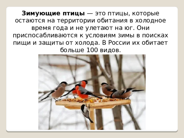 Зимующие птицы — это птицы, которые остаются на территории обитания в холодное время года и не улетают на юг. Они приспосабливаются к условиям зимы в поисках пищи и защиты от холода. В России их обитает больше 100 видов. 