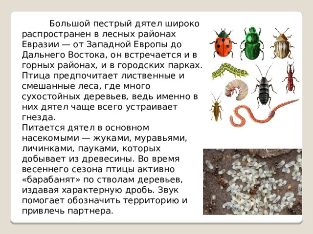  Большой пестрый дятел широко распространен в лесных районах Евразии — от Западной Европы до Дальнего Востока, он встречается и в горных районах, и в городских парках. Птица предпочитает лиственные и смешанные леса, где много сухостойных деревьев, ведь именно в них дятел чаще всего устраивает гнезда. Питается дятел в основном насекомыми — жуками, муравьями, личинками, пауками, которых добывает из древесины. Во время весеннего сезона птицы активно «барабанят» по стволам деревьев, издавая характерную дробь. Звук помогает обозначить территорию и привлечь партнера. 