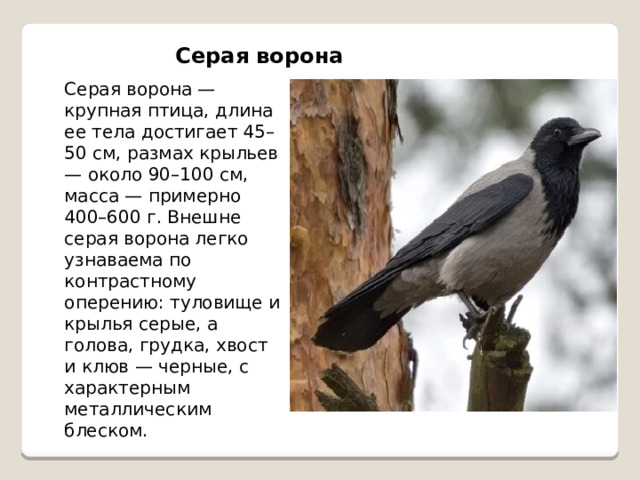 Серая ворона Серая ворона — крупная птица, длина ее тела достигает 45–50 см, размах крыльев — около 90–100 см, масса — примерно 400–600 г. Внешне серая ворона легко узнаваема по контрастному оперению: туловище и крылья серые, а голова, грудка, хвост и клюв — черные, с характерным металлическим блеском. 
