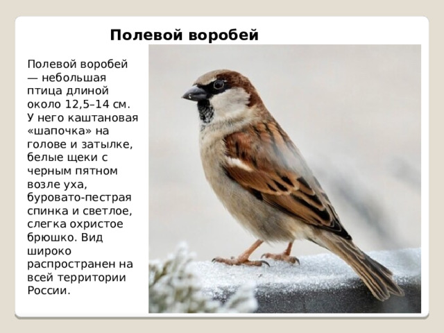 Полевой воробей Полевой воробей — небольшая птица длиной около 12,5–14 см. У него каштановая «шапочка» на голове и затылке, белые щеки с черным пятном возле уха, буровато-пестрая спинка и светлое, слегка охристое брюшко. Вид широко распространен на всей территории России. 