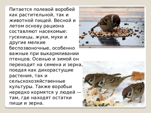 Питается полевой воробей как растительной, так и животной пищей. Весной и летом основу рациона составляют насекомые: гусеницы, жуки, мухи и другие мелкие беспозвоночные, особенно важные при выкармливании птенцов. Осенью и зимой он переходит на семена и зерна, поедая как дикорастущие растения, так и сельскохозяйственные культуры. Также воробьи нередко кормятся у людей — там, где находят остатки пищи и зерна. 