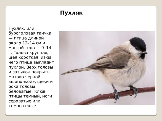 Пухляк Пухляк, или буроголовая гаичка, — птица длиной около 12–14 см и массой тела — 9–14 г. Голова крупная, шея короткая, из-за чего птица выглядит пухлой. Верх головы и затылок покрыты матово-черной «шапочкой», щеки и бока головы беловатые. Клюв птицы темный, ноги сероватые или темно-серые 