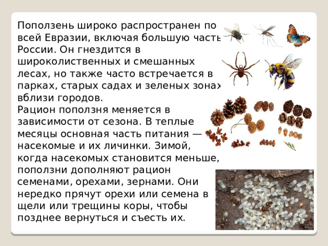 Поползень широко распространен по всей Евразии, включая большую часть России. Он гнездится в широколиственных и смешанных лесах, но также часто встречается в парках, старых садах и зеленых зонах вблизи городов. Рацион поползня меняется в зависимости от сезона. В теплые месяцы основная часть питания — насекомые и их личинки. Зимой, когда насекомых становится меньше, поползни дополняют рацион семенами, орехами, зернами. Они нередко прячут орехи или семена в щели или трещины коры, чтобы позднее вернуться и съесть их. 