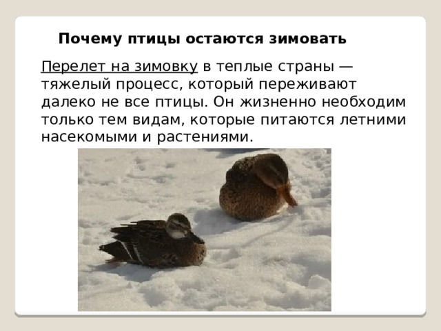 Почему птицы остаются зимовать Перелет на зимовку   в теплые страны — тяжелый процесс, который переживают далеко не все птицы. Он жизненно необходим только тем видам, которые питаются летними насекомыми и растениями. 