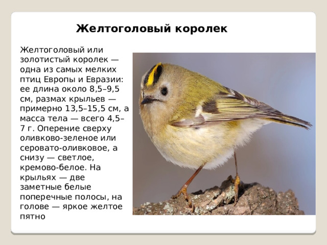 Желтоголовый королек Желтоголовый или золотистый королек — одна из самых мелких птиц Европы и Евразии: ее длина около 8,5–9,5 см, размах крыльев — примерно 13,5–15,5 см, а масса тела — всего 4,5–7 г. Оперение сверху оливково-зеленое или серовато-оливковое, а снизу — светлое, кремово-белое. На крыльях — две заметные белые поперечные полосы, на голове — яркое желтое пятно 