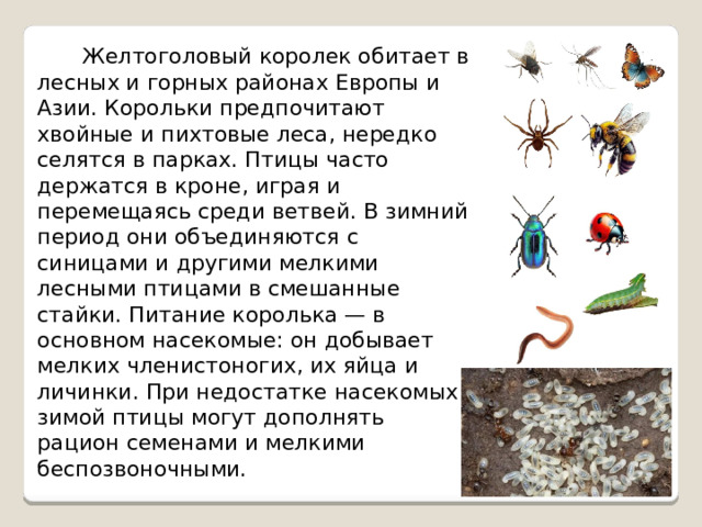  Желтоголовый королек обитает в лесных и горных районах Европы и Азии. Корольки предпочитают хвойные и пихтовые леса, нередко селятся в парках. Птицы часто держатся в кроне, играя и перемещаясь среди ветвей. В зимний период они объединяются с синицами и другими мелкими лесными птицами в смешанные стайки. Питание королька — в основном насекомые: он добывает мелких членистоногих, их яйца и личинки. При недостатке насекомых зимой птицы могут дополнять рацион семенами и мелкими беспозвоночными. 