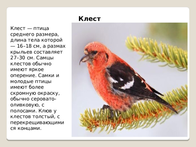 Клест Клест — птица среднего размера, длина тела которой — 16–18 см, а размах крыльев составляет 27–30 см. Самцы клестов обычно имеют яркое оперение. Самки и молодые птицы имеют более скромную окраску, обычно серовато-оливковую, с полосами. Клюв у клестов толстый, с перекрещивающимися концами. 