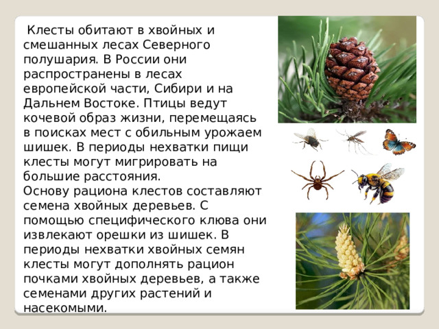  Клесты обитают в хвойных и смешанных лесах Северного полушария. В России они распространены в лесах европейской части, Сибири и на Дальнем Востоке. Птицы ведут кочевой образ жизни, перемещаясь в поисках мест с обильным урожаем шишек. В периоды нехватки пищи клесты могут мигрировать на большие расстояния. Основу рациона клестов составляют семена хвойных деревьев. С помощью специфического клюва они извлекают орешки из шишек. В периоды нехватки хвойных семян клесты могут дополнять рацион почками хвойных деревьев, а также семенами других растений и насекомыми. 