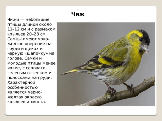 Чиж Чижи — небольшие птицы длиной около 11–12 см и с размахом крыльев 20–23 см. Самцы имеют ярко-желтое оперение на груди и щеках и черную «шапочку» на голове. Самки и молодые птицы менее яркие, с серовато-зеленым оттенком и полосками на груди. Характерной особенностью является черно-желтая окраска крыльев и хвоста. 