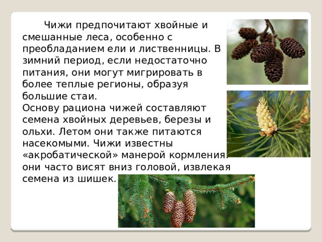  Чижи предпочитают хвойные и смешанные леса, особенно с преобладанием ели и лиственницы. В зимний период, если недостаточно питания, они могут мигрировать в более теплые регионы, образуя большие стаи. Основу рациона чижей составляют семена хвойных деревьев, березы и ольхи. Летом они также питаются насекомыми. Чижи известны «акробатической» манерой кормления: они часто висят вниз головой, извлекая семена из шишек. 